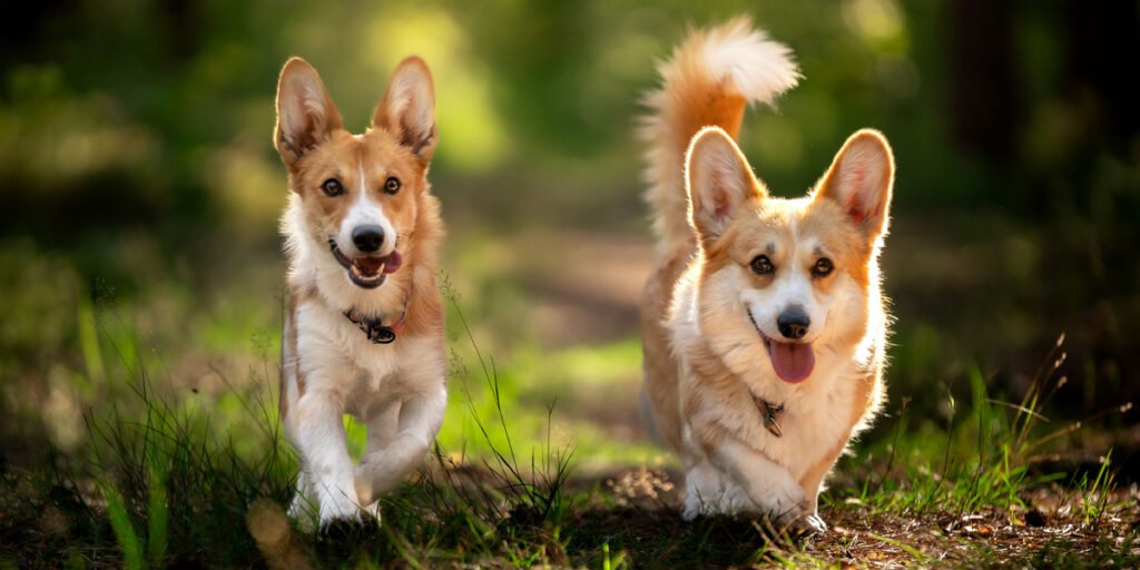 Pet5ardas com: Complete Guide to Features, Benefits, and User Experience Pet5ardas com